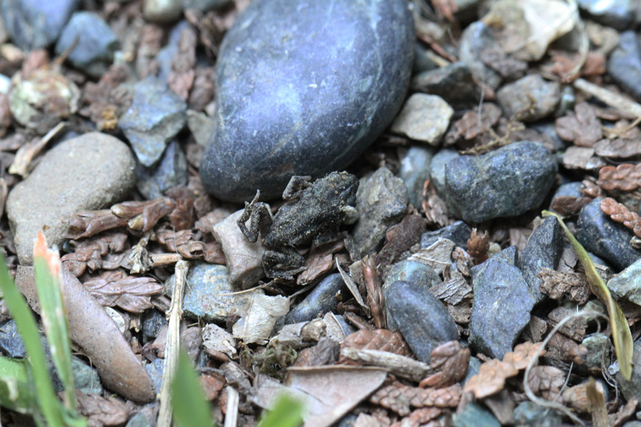 identificazione rana - rospo Bufo bufo juv.